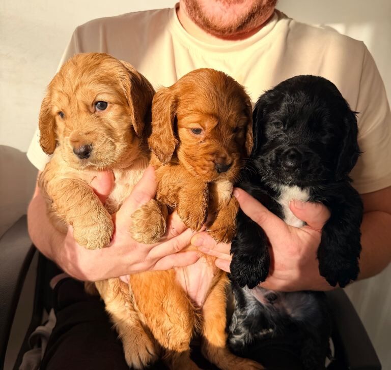 Cocker Spaniel puppies for sale in Ely, Cambridgeshire – KC registered, 7 weeks old