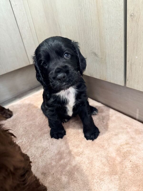 Cocker Spaniel puppies for sale in Ely, Cambridgeshire – KC registered, 3 months old - Image 2 of 4