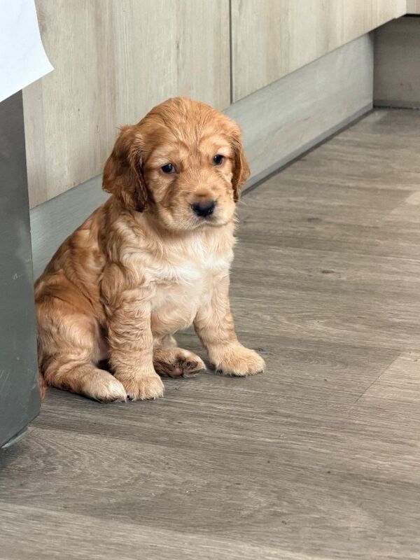 Cocker Spaniel puppies for sale in Ely, Cambridgeshire – KC registered, 3 months old - Image 3 of 4