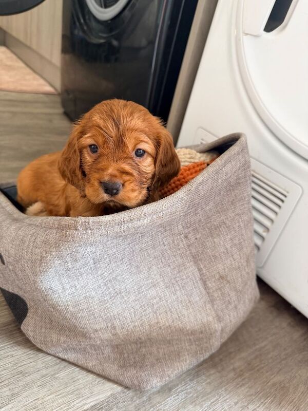 Cocker Spaniel puppies for sale in Ely, Cambridgeshire – KC registered, 3 months old - Image 4 of 4