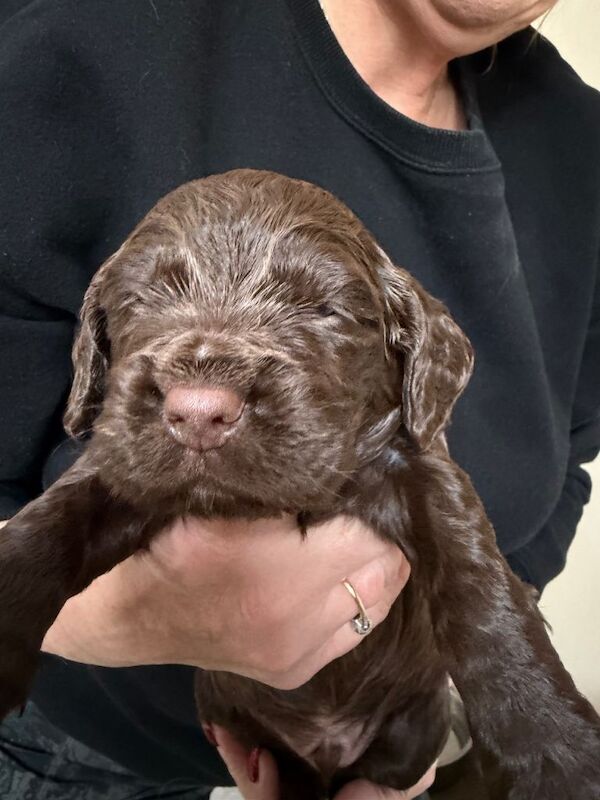 Cocker Spaniel puppies for sale in Dronfield, Derbyshire – KC registered, 3 weeks old
