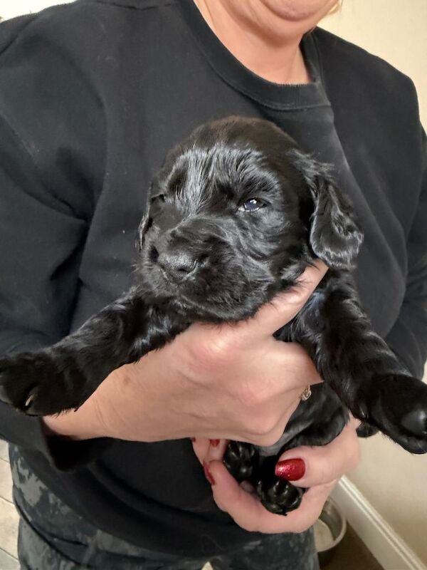 Cocker Spaniel puppies for sale in Dronfield, Derbyshire – KC registered, 3 weeks old - Image 2 of 3