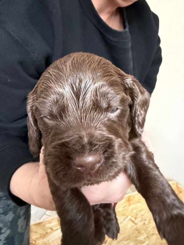 Cocker Spaniel puppies for sale in Dronfield, Derbyshire – KC registered, 3 weeks old - Image 3 of 3