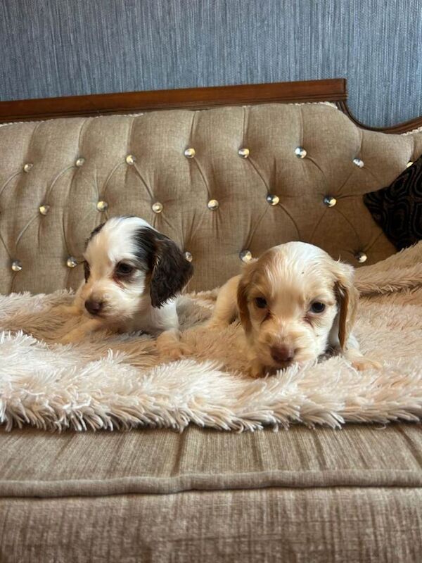 KC Cocker Spaniel Puppies