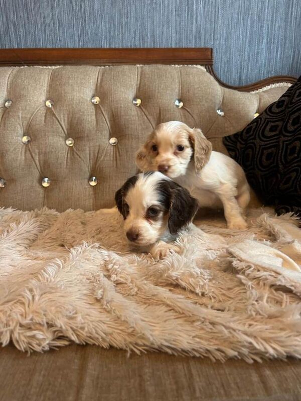 KC Cocker Spaniel Puppies - Image 2 of 6