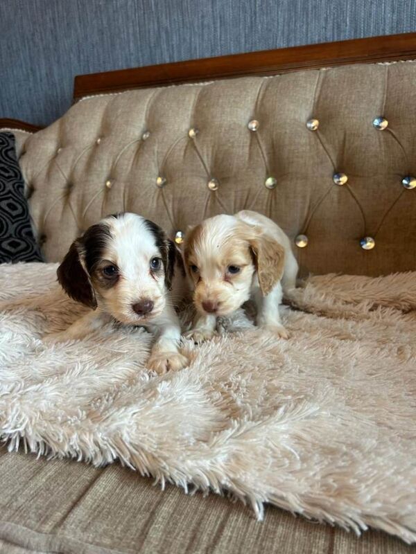 KC Cocker Spaniel Puppies - Image 3 of 6