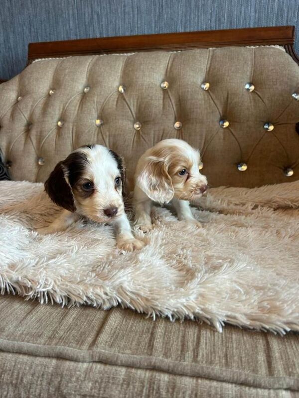KC Cocker Spaniel Puppies - Image 4 of 6