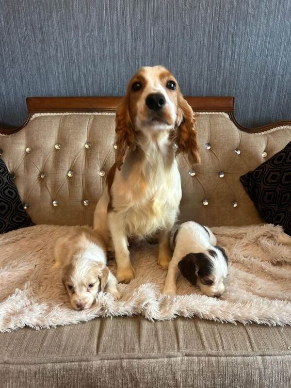 KC Cocker Spaniel Puppies - Image 5 of 6