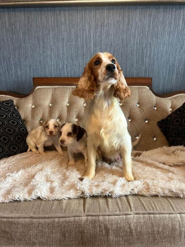 KC Cocker Spaniel Puppies - Image 6 of 6