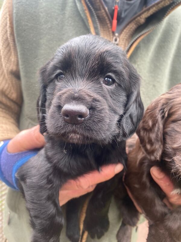 KC cocker spaniel puppies - Image 2 of 5