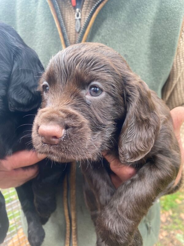 KC cocker spaniel puppies - Image 3 of 5