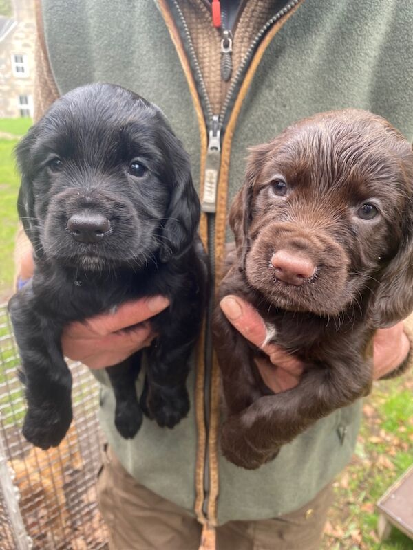 KC cocker spaniel puppies - Image 4 of 5