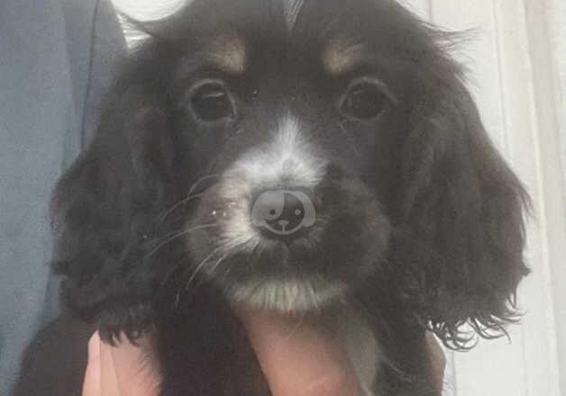Cocker Spaniel puppies for sale in Leatherhead, Surrey – 1 year old - Image 2 of 3
