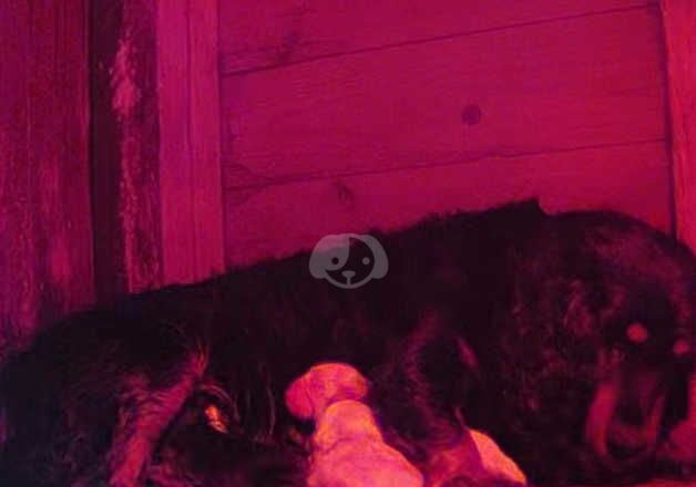 Cocker Spaniel puppies for sale in Leatherhead, Surrey – 1 year old - Image 3 of 3