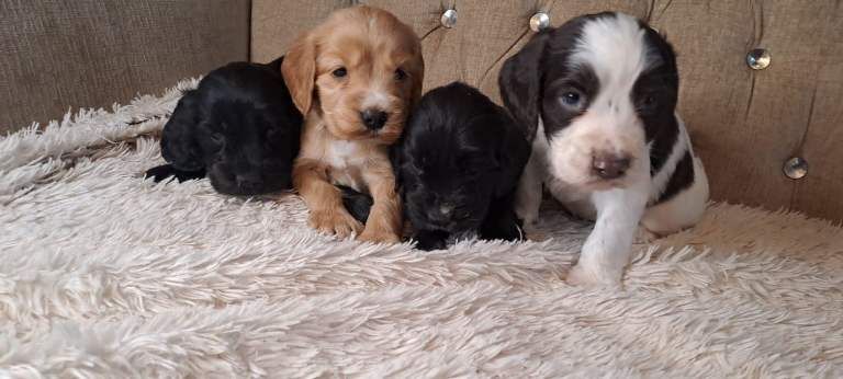 Cocker Spaniel Puppies For Sale