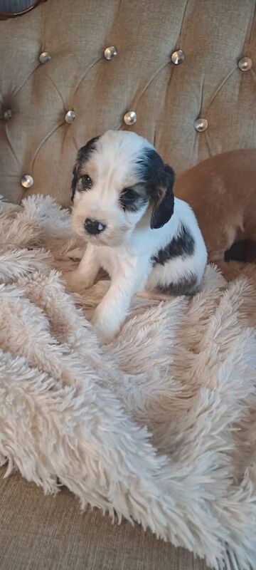 Cocker Spaniel puppies for sale in Dromore , County Tyrone – 7 weeks old - Image 2 of 5