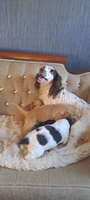 Cocker Spaniel puppies for sale in Dromore , County Tyrone – 7 weeks old - Image 3 of 5