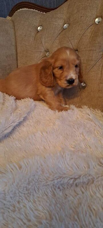 Cocker Spaniel puppies for sale in Dromore , County Tyrone – 7 weeks old - Image 4 of 5