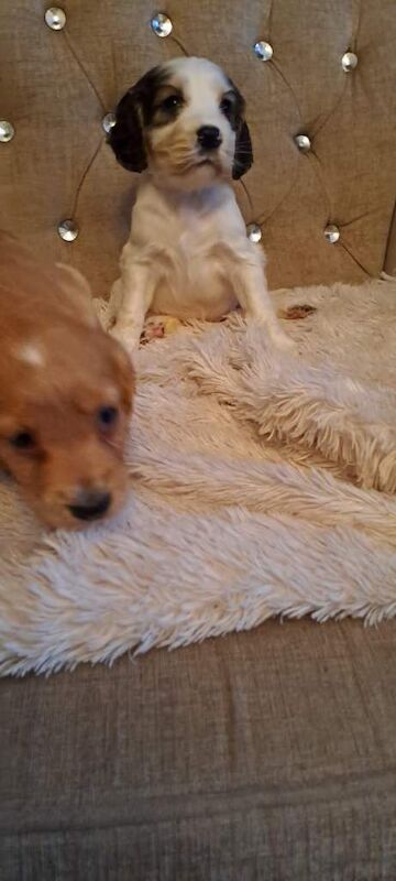 Cocker Spaniel puppies for sale in Dromore , County Tyrone – 7 weeks old - Image 5 of 5