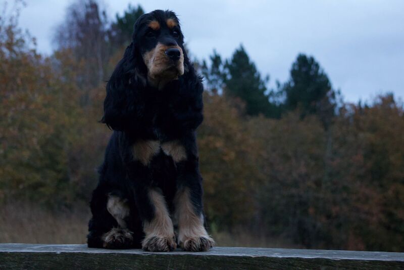 KC cocker spaniel stunning puppies