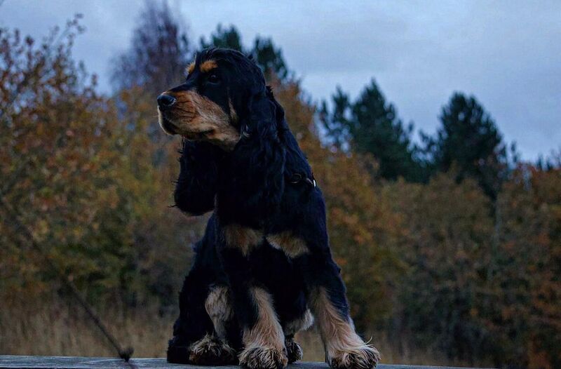 KC cocker spaniel stunning puppies - Image 2 of 15