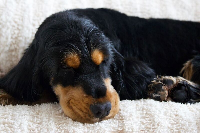 KC cocker spaniel stunning puppies - Image 3 of 15
