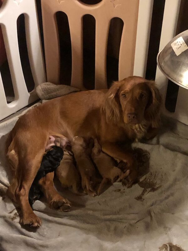 KC cocker spaniel stunning puppies - Image 4 of 15