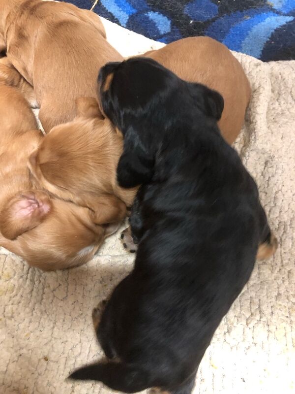 KC cocker spaniel stunning puppies - Image 5 of 15