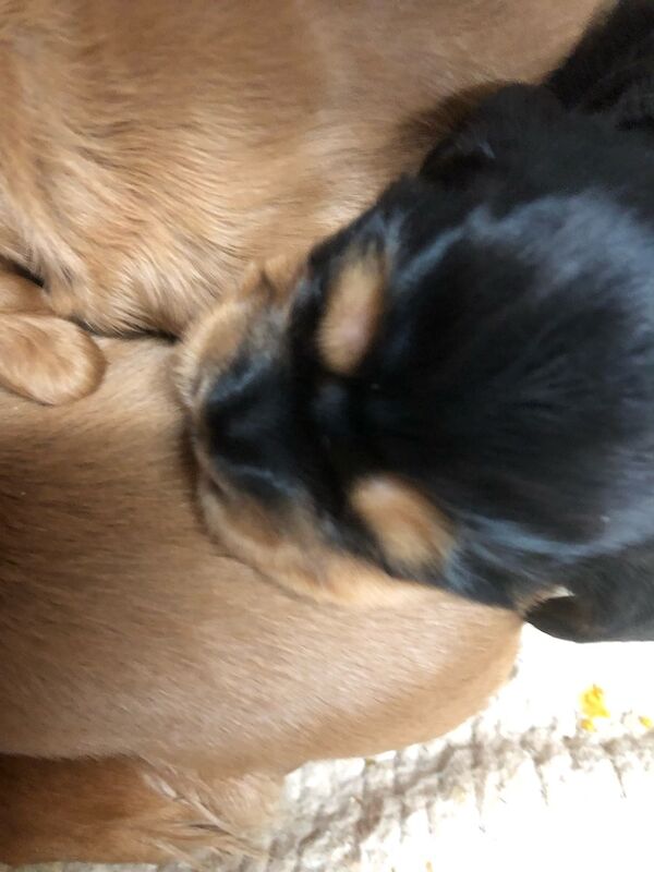 KC cocker spaniel stunning puppies - Image 6 of 15