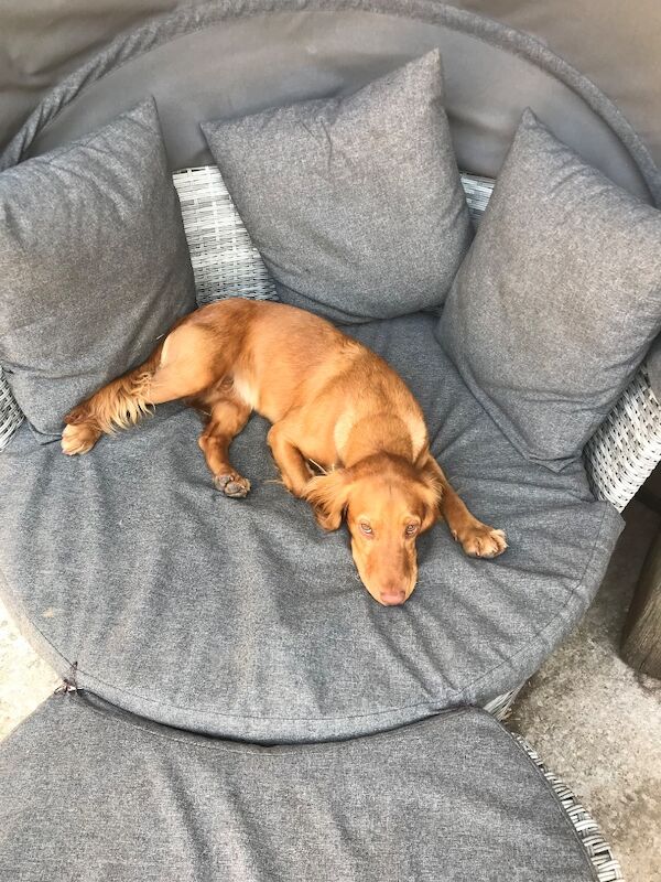 KC cocker spaniel stunning puppies - Image 7 of 15