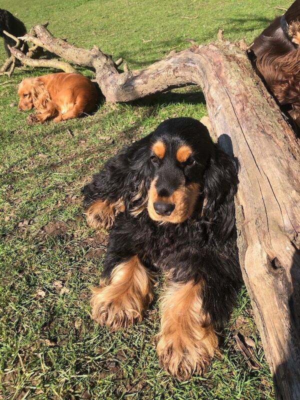 KC cocker spaniel stunning puppies - Image 8 of 15