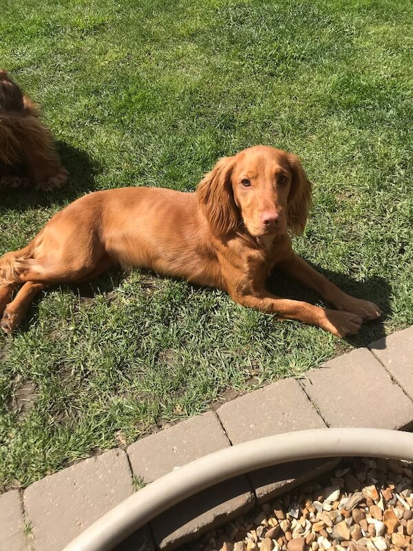 KC cocker spaniel stunning puppies - Image 9 of 15