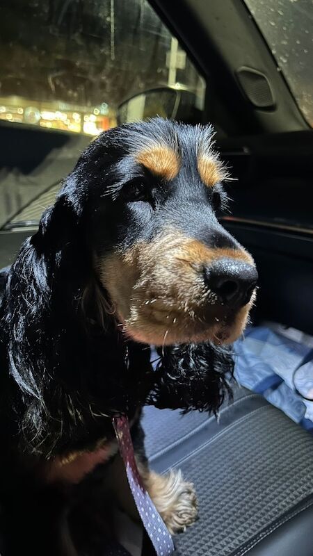 KC cocker spaniel stunning puppies - Image 10 of 15