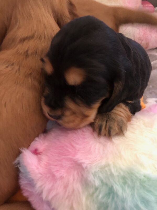 KC cocker spaniel stunning puppies - Image 11 of 15