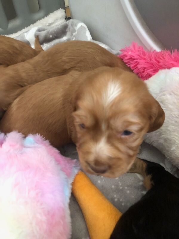 KC cocker spaniel stunning puppies - Image 12 of 15