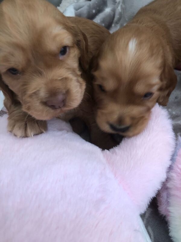 KC cocker spaniel stunning puppies - Image 13 of 15