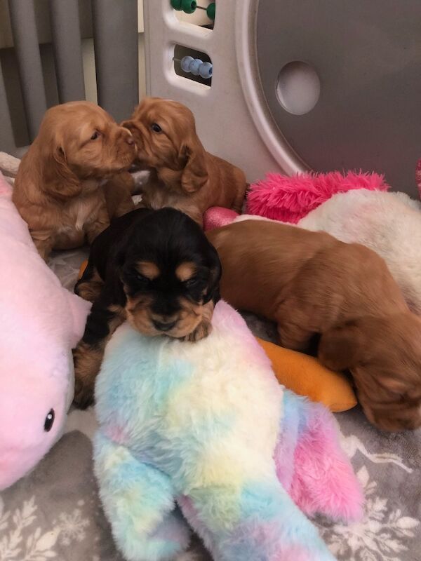 KC cocker spaniel stunning puppies - Image 14 of 15