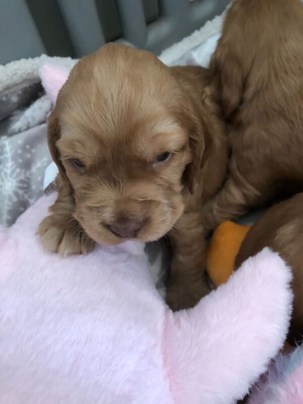 KC cocker spaniel stunning puppies - Image 15 of 15