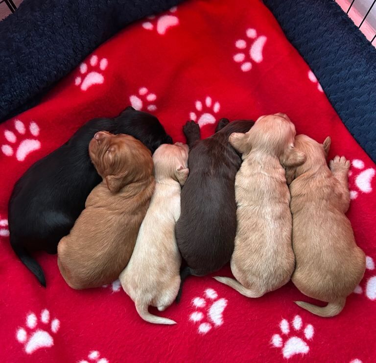 Cocker Spaniel puppies for sale in Wallsend, Tyne and Wear – KC registered, 8 weeks old
