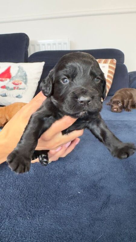 Cocker Spaniel puppies for sale in Wallsend, Tyne and Wear – KC registered, 5 weeks old - Image 2 of 3