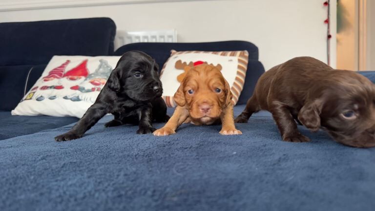 Cocker Spaniel puppies for sale in Wallsend, Tyne and Wear – KC registered, 5 weeks old - Image 3 of 3