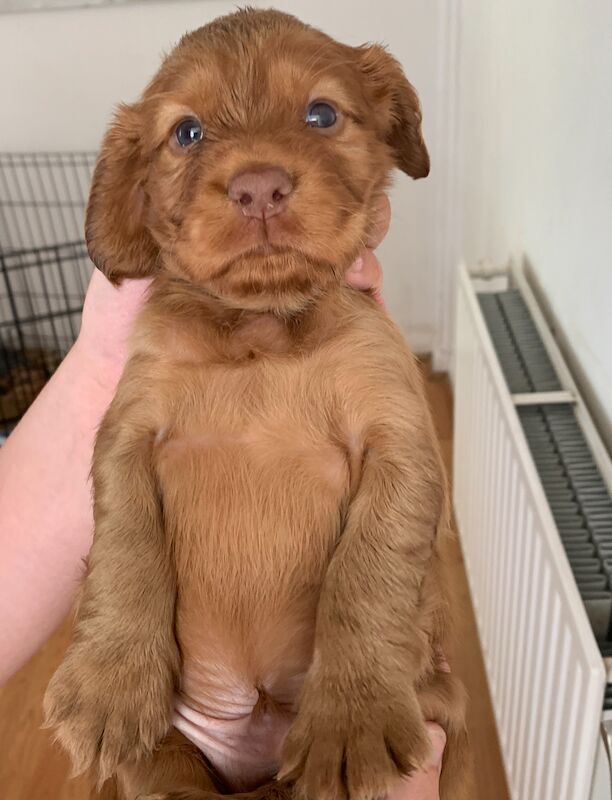 KC excellent blood lines ONE BLUE EYE BOY REMAINING for sale in Sidcup, Bexley, Greater London | Image 2