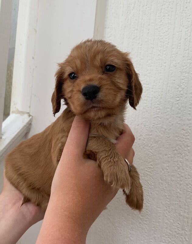 KC excellent blood lines ONE BLUE EYE BOY REMAINING for sale in Sidcup, Bexley, Greater London | Image 3