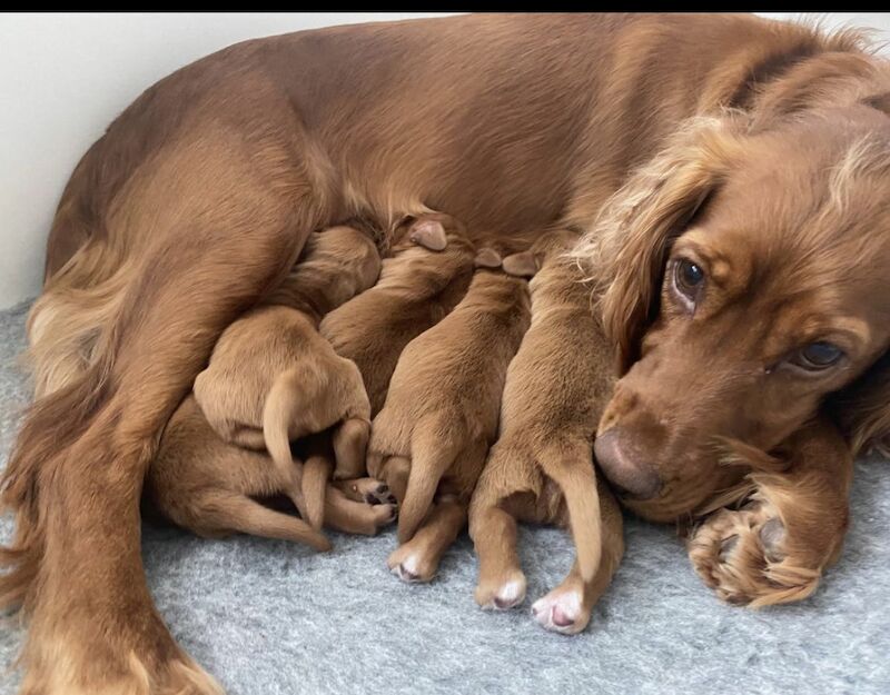 Cocker Spaniel puppies for sale in Sidcup, Bexley, Greater London – KC registered, 1 year old - Image 4 of 7