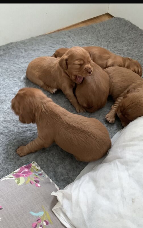 Cocker Spaniel puppies for sale in Sidcup, Bexley, Greater London – KC registered, 1 year old - Image 5 of 7