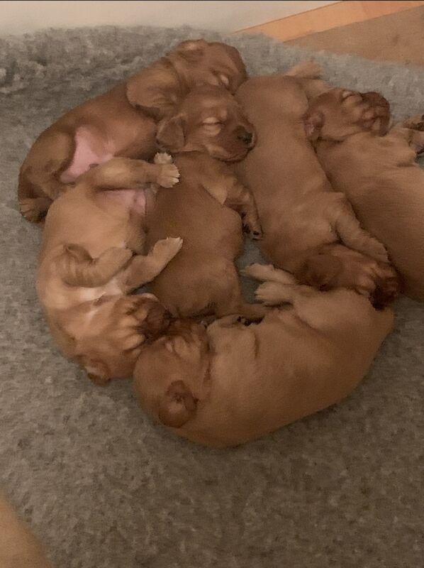Cocker Spaniel puppies for sale in Sidcup, Bexley, Greater London – KC registered, 1 year old - Image 7 of 7