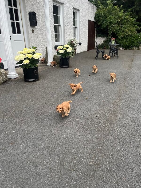 Cocker Spaniel puppies for sale in Armagh, County Armagh – KC registered, 7 months old - Image 2 of 3