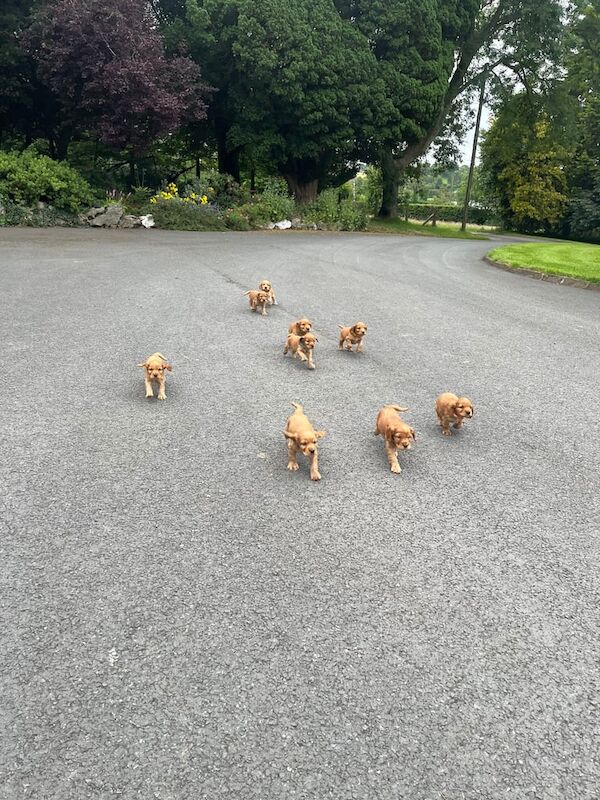 Cocker Spaniel puppies for sale in Armagh, County Armagh – KC registered, 7 months old - Image 3 of 3