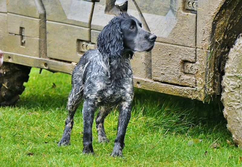 KC Health Tested Working Cockers for sale in Napton on the Hill, Warwickshire - Image 9