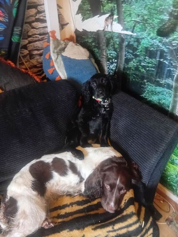 Cocker Spaniel puppies for sale in Highworth, Wiltshire – KC registered, 4 months old